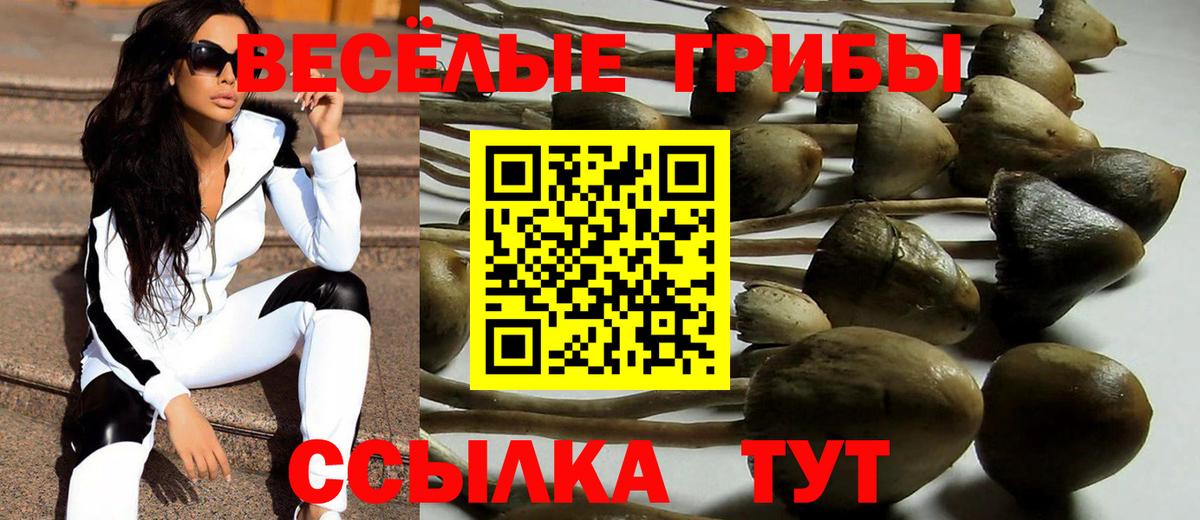 Галлюциногенные грибы Psilocybe  Вход с VPN  Зима 